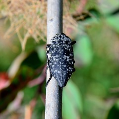 Capnodis cariosa