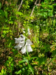 Physostegia angustifolia