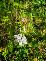 Physostegia angustifolia
