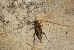 Lepturges angulatus