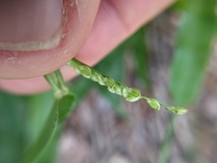 Paspalum langei