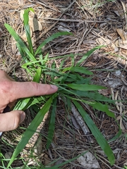 Paspalum langei