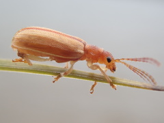 Syneta ferruginea