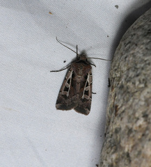 Euxoa divergens
