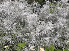 Senecio leucostachys