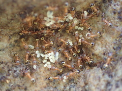 Temnothorax nylanderi