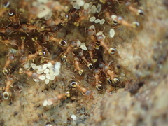 Temnothorax nylanderi