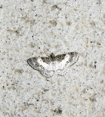 Hydrelia condensata