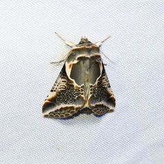 Habrosyne scripta