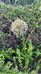 Allium