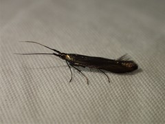 Coleophora deauratella
