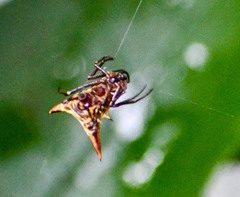 Micrathena acuta