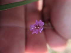 Boerhavia linearifolia
