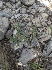 Boerhavia linearifolia