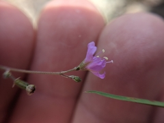 Boerhavia linearifolia
