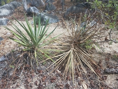 Yucca capensis