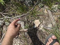 Boerhavia linearifolia