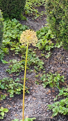 Allium