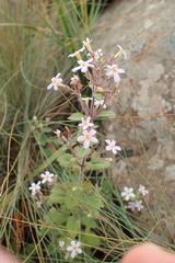 Chaenostoma patrioticum