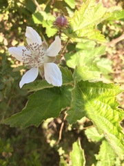 Rubus ursinus macropetalus