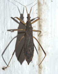 Pygolampis pectoralis