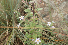 Chaenostoma patrioticum