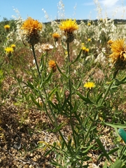 Centaurea collina