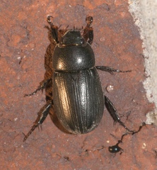 Dyscinetus morator