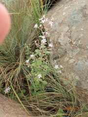 Chaenostoma patrioticum