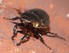 Dyscinetus morator