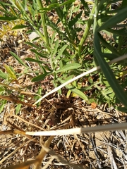 Centaurea collina