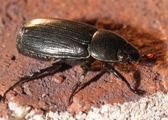 Dyscinetus morator