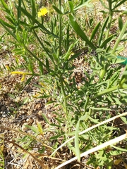 Centaurea collina