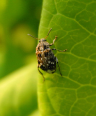 Bruchus pisorum