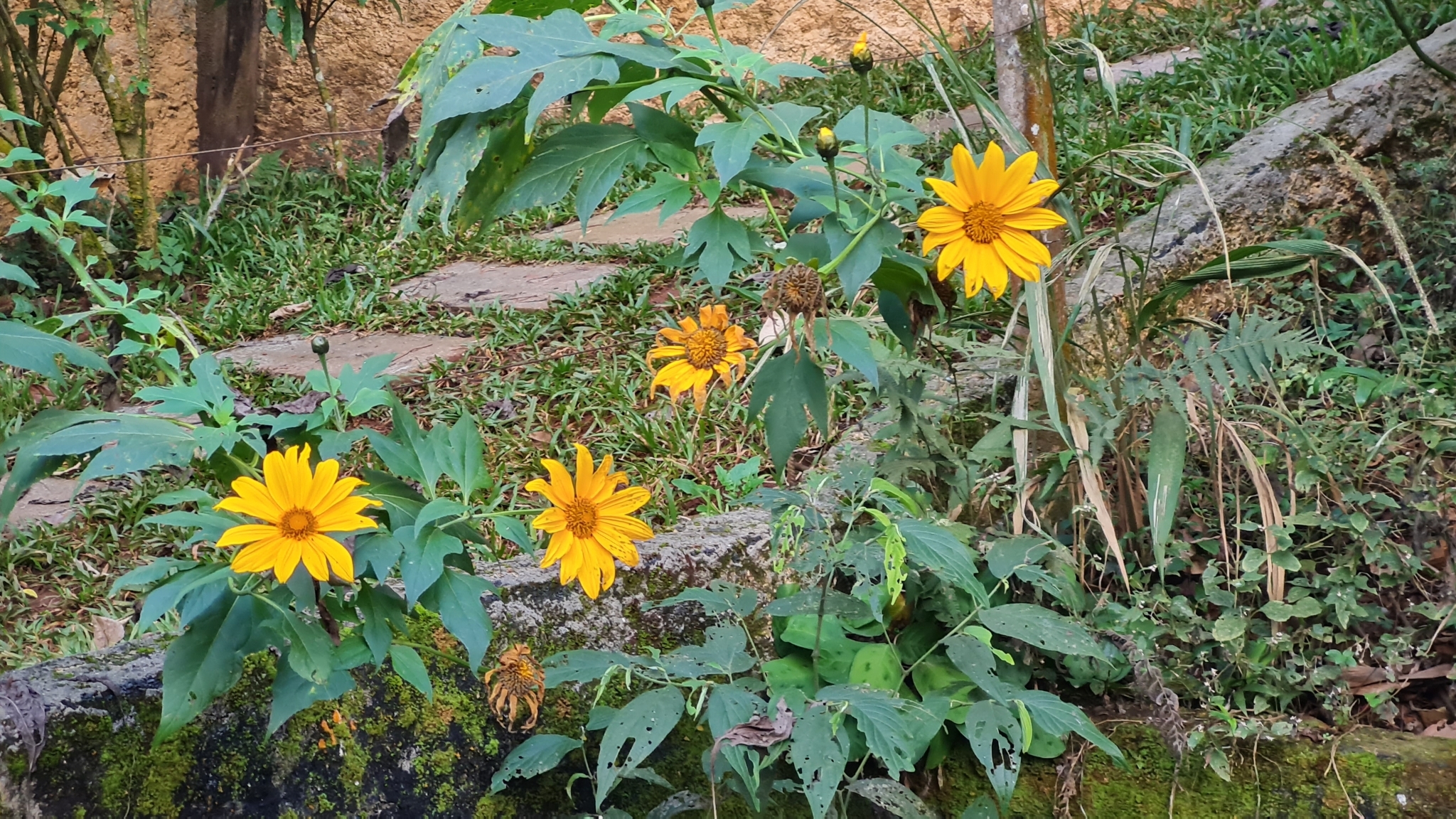 Tithonia diversifolia