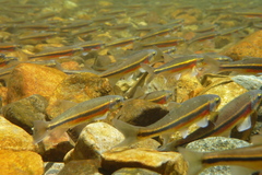 Richardsonius egregius