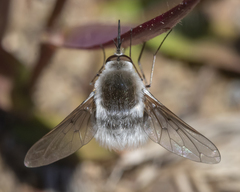 Bombylius incanus