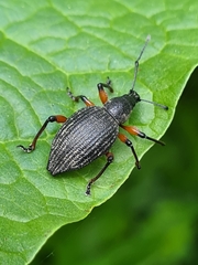 Otiorhynchus sensitivus