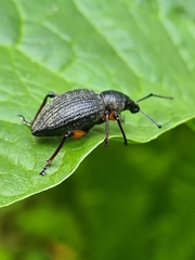 Otiorhynchus sensitivus