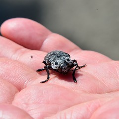 Capnodis cariosa