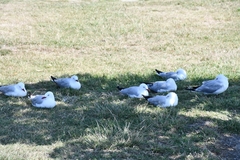 Chroicocephalus novaehollandiae scopulinus