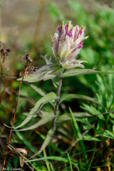 Castilleja pavlovii