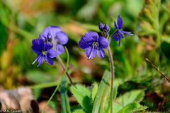Veronica grandiflora