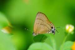 Rapala varuna formosana