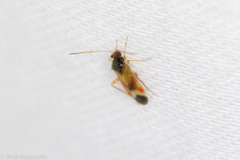 Ceratocapsus apicalis