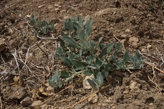 Chenopodium fremontii