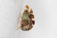 Cyrtolobus vau