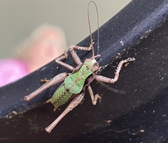 Atlanticus monticola
