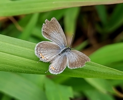 Cupido comyntas texana