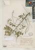 Ateleia gummifera - Photo (c) Smithsonian Institution, National Museum of Natural History, Department of Botany, some rights reserved (CC BY-NC-SA)